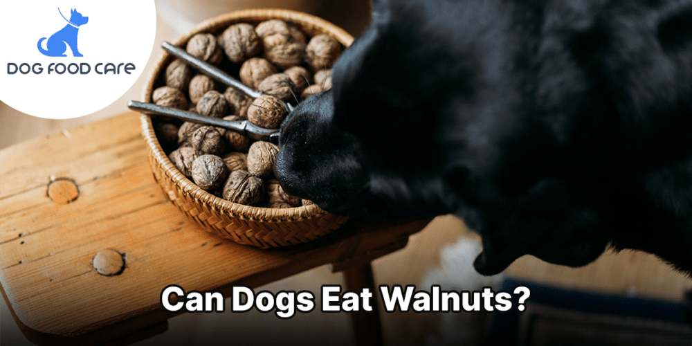Can Dogs Eat Walnutss