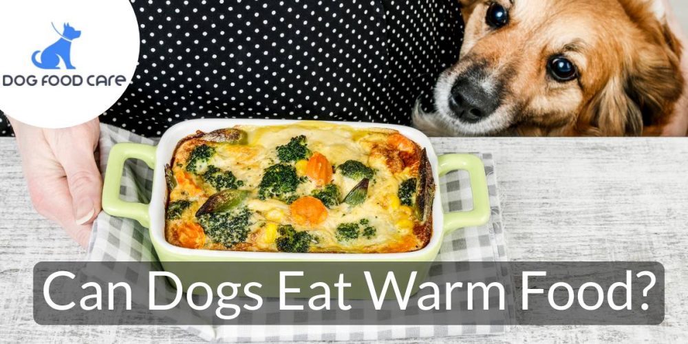 Can-Dogs-Eat-Warm-Food