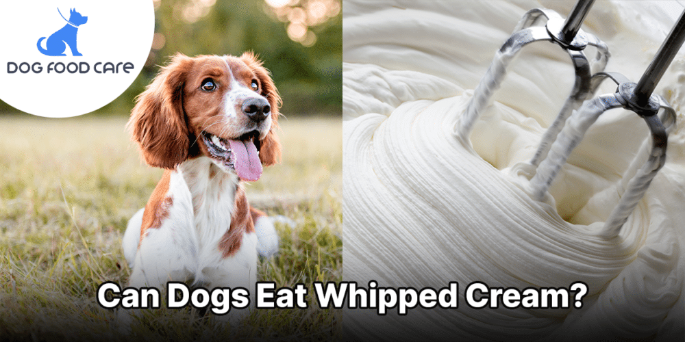 Can Dogs Eat Whipped Cream