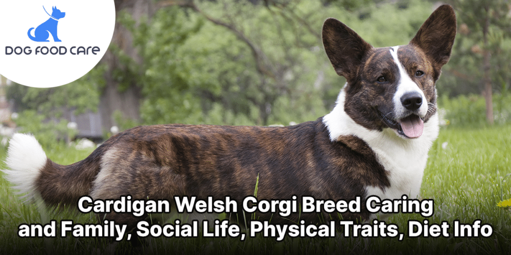 Cardigan Welsh Corgi Breed Caring and Family, Social Life, Physical Traits, Diet Info