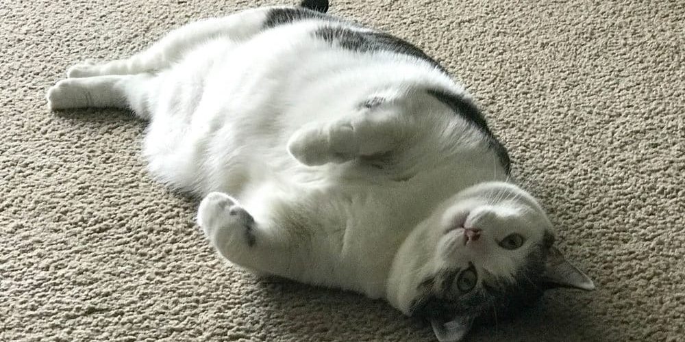 Cat_on_its_back
