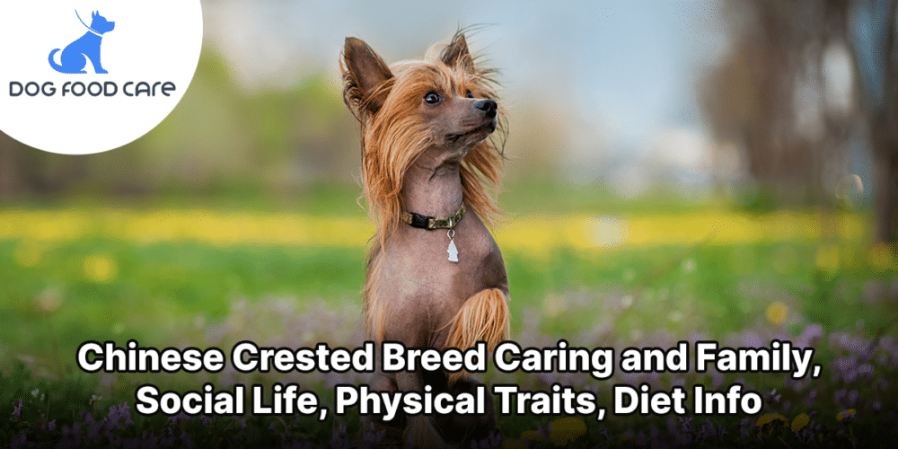 Chinese Crested Breed Caring and Family, Social Life, Physical Traits, Diet Info