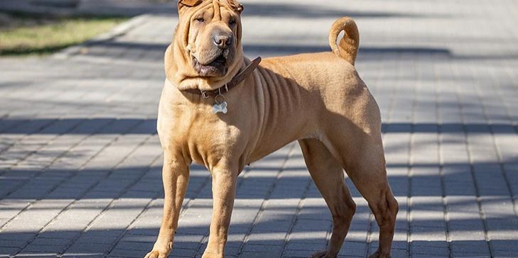 Chinese Shar-Pei standing on the street