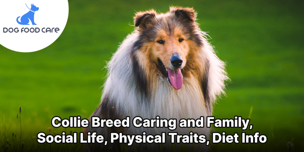 Collie Breed Caring and Family, Social Life, Physical Traits, Diet Info