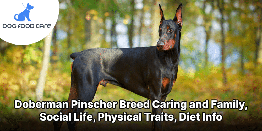 Doberman Pinscher Breed Caring and Family, Social Life, Physical Traits, Diet Info