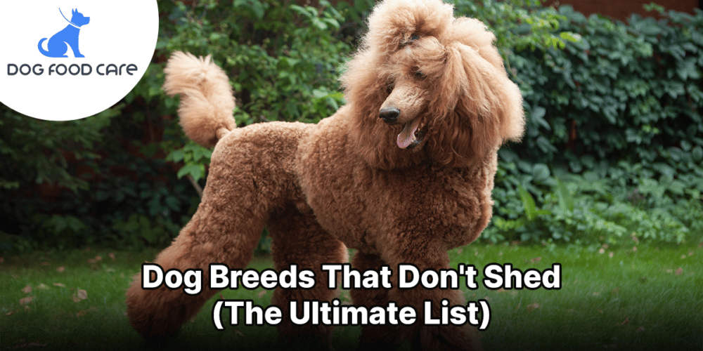 dogs that don't shed dogfoodcare.com