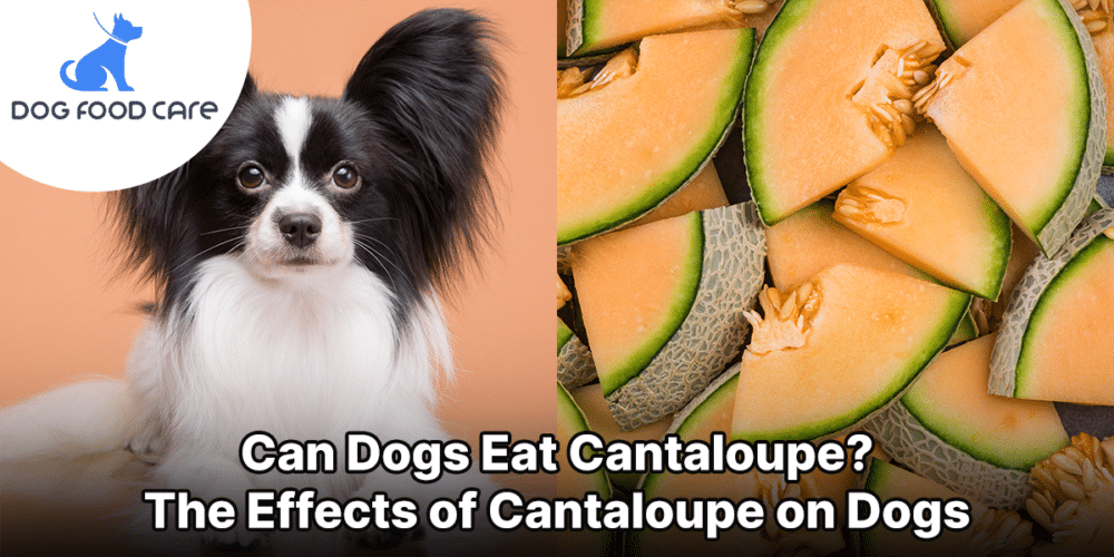 Can Dogs Eat Cantaloupe? The Effects of Cantaloupe on Dogs