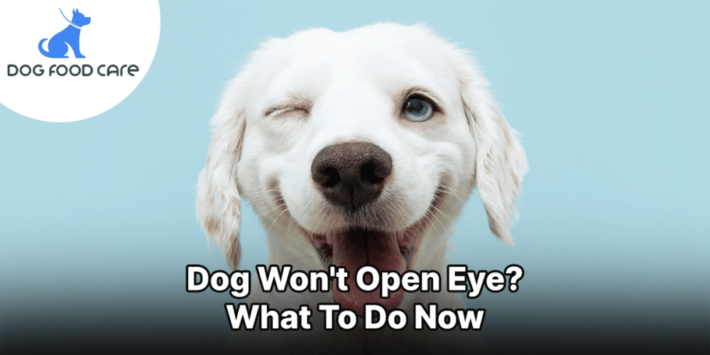 dog won't open its eye dogfoodcare.com