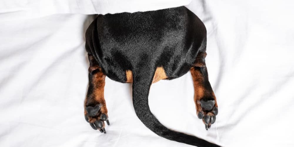 dog tail dogfoodcare.com