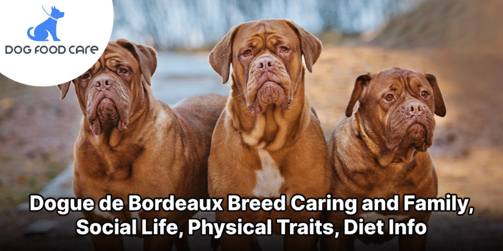 Dogue de Bordeaux Breed Caring and Family, Social Life, Physical Traits, Diet Info
