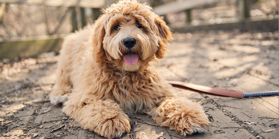 golden doodle on patio