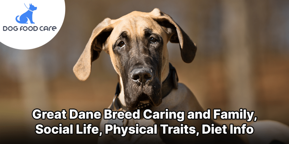 Great Dane Breed Caring and Family, Social Life, Physical Traits, Diet Info