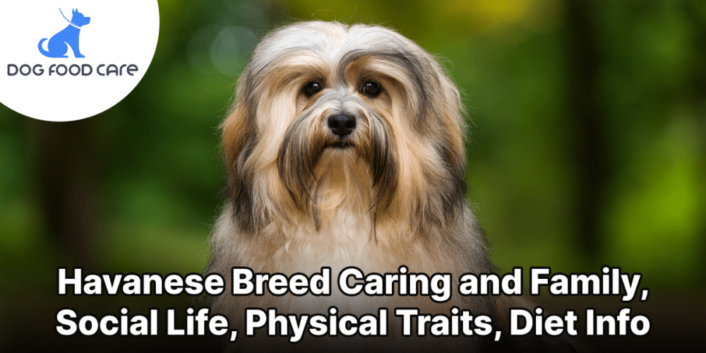 Havanese Breed Caring and Family, Social Life, Physical Traits, Diet Info