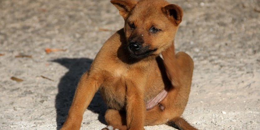 How to Kill Fleas with Dawn Dish Soap
