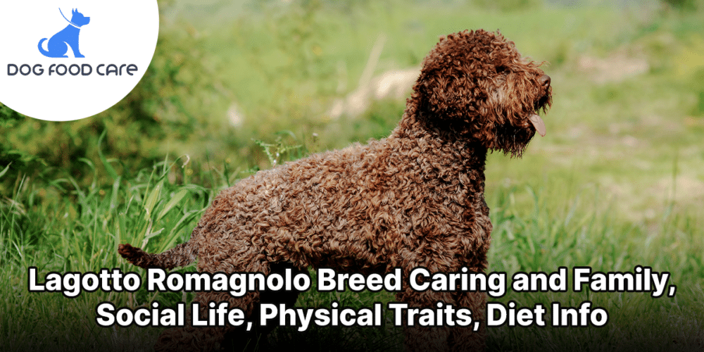 Lagotto Romagnolo Breed Caring and Family, Social Life, Physical Traits, Diet Info