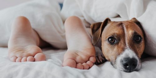 Legs of a child under a white blanket next to a cute dog Jack Russell Terrier