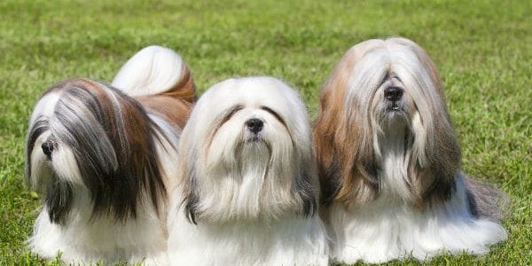Lhasa Apso