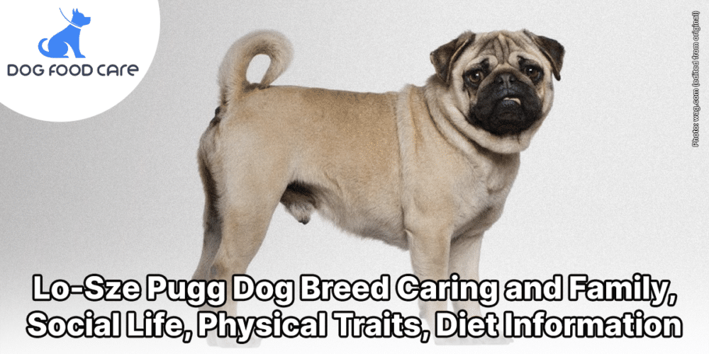 Lo-Sze Pugg Dog Breed Caring and Family, Social Life, Physical Traits, Diet Information