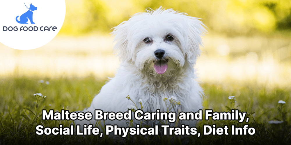 Maltese Breed Caring and Family, Social Life, Physical Traits, Diet Info