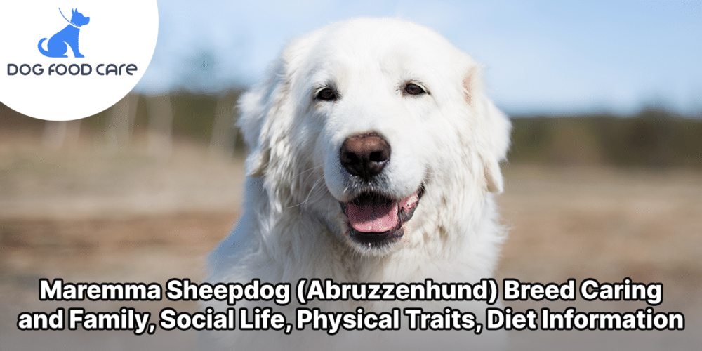 Maremma Sheepdog (Abruzzenhund) Breed Caring and Family, Social Life, Physical Traits, Diet Information