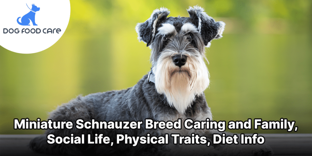 Miniature Schnauzer Breed Caring and Family, Social Life, Physical Traits, Diet Info