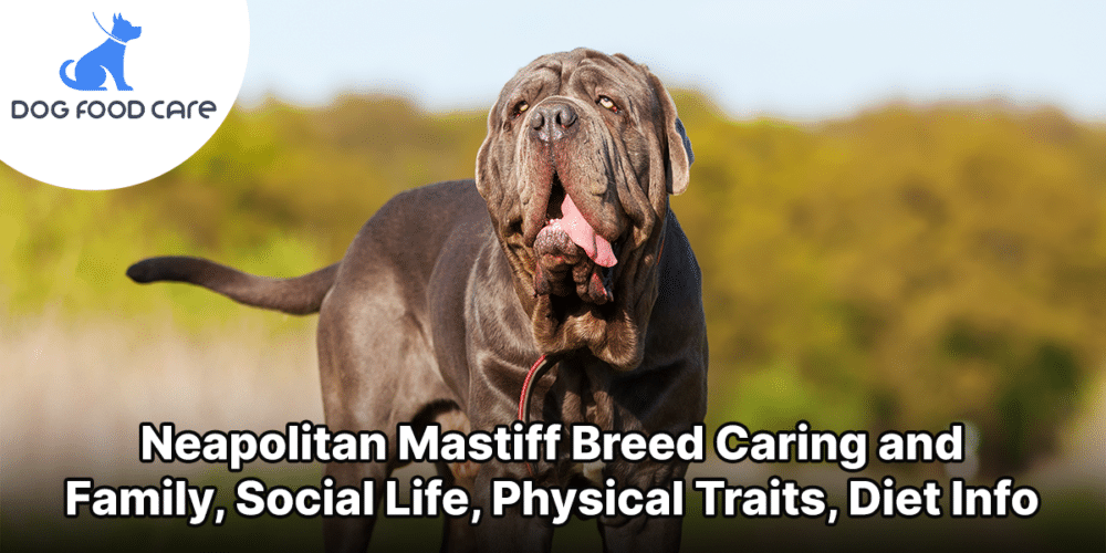 Neapolitan Mastiff Breed Caring and Family, Social Life, Physical Traits, Diet Info