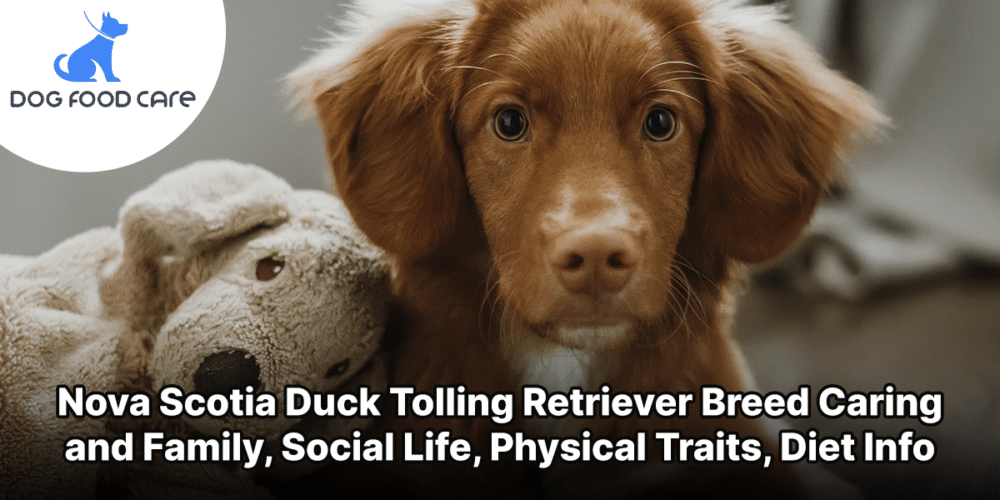 Nova Scotia Duck Tolling Retriever Breed Caring and Family, Social Life, Physical Traits, Diet Info