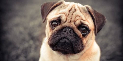 Portrait of Beautiful male Pug puppy dog siting in front of the grass background