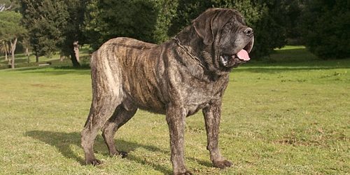 Portrait of a Mastiff Dog in outdoors.