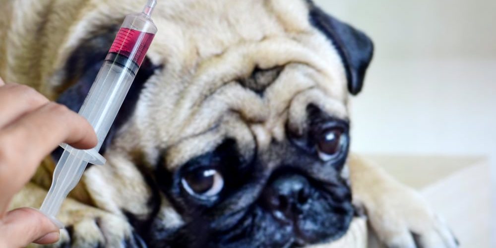 Puppy Illness - dogfoodcare.com