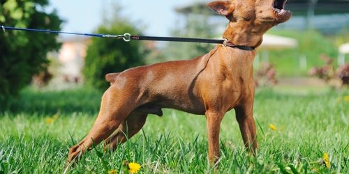 Puppy of Miniature Pinscher barking.
