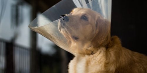 Puppy looking sad while wearing a cone of shame to prevent licking after surgery. Spay and neuter