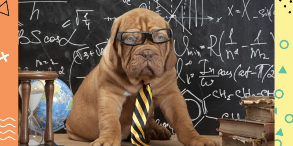 Smart Dog