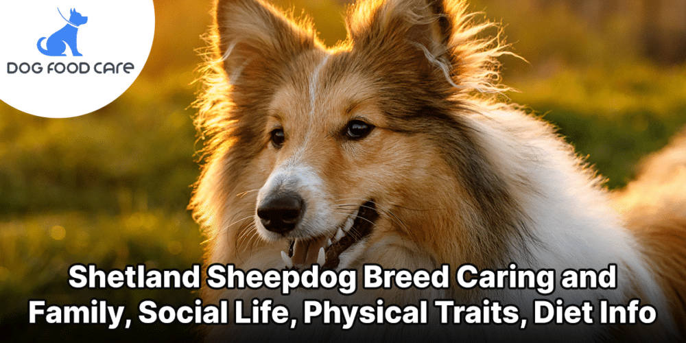 Shetland Sheepdog Breed Caring and Family, Social Life, Physical Traits, Diet Info