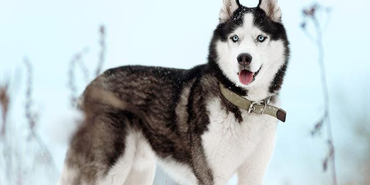 Siberian Husky dogfoodcare.com