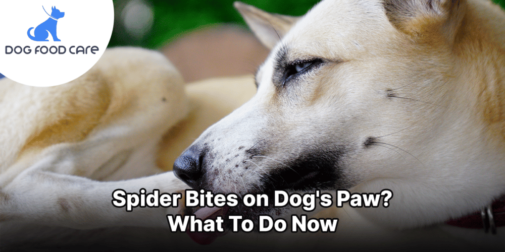 Spider Bite on dog's paw dogfoodcare.com