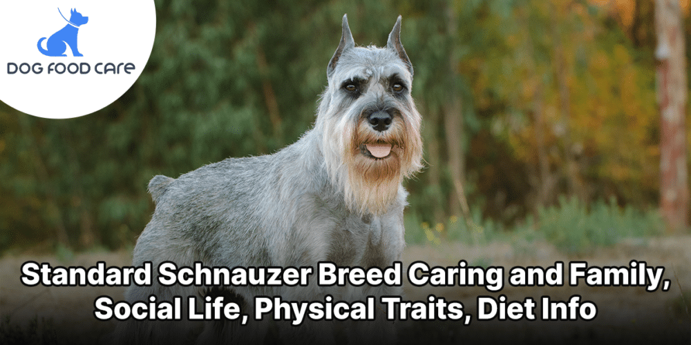 Standard Schnauzer Breed Caring and Family, Social Life, Physical Traits, Diet Info