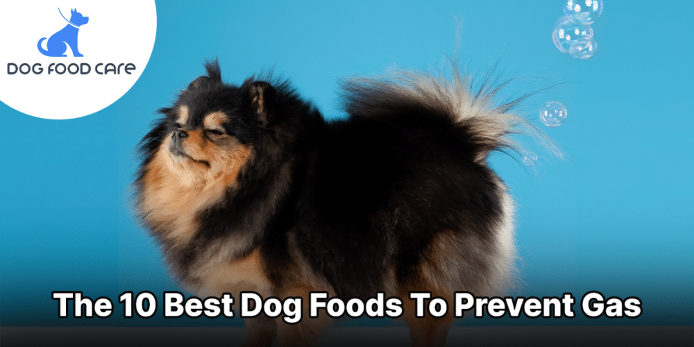 The 10 Best Dog Foods To Prevent Gas