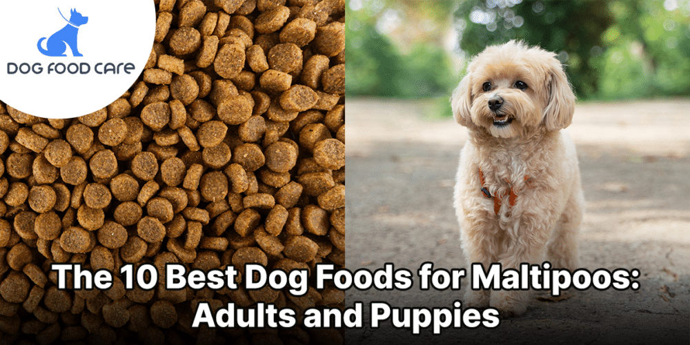 Best Dog Foods for Maltipoos
