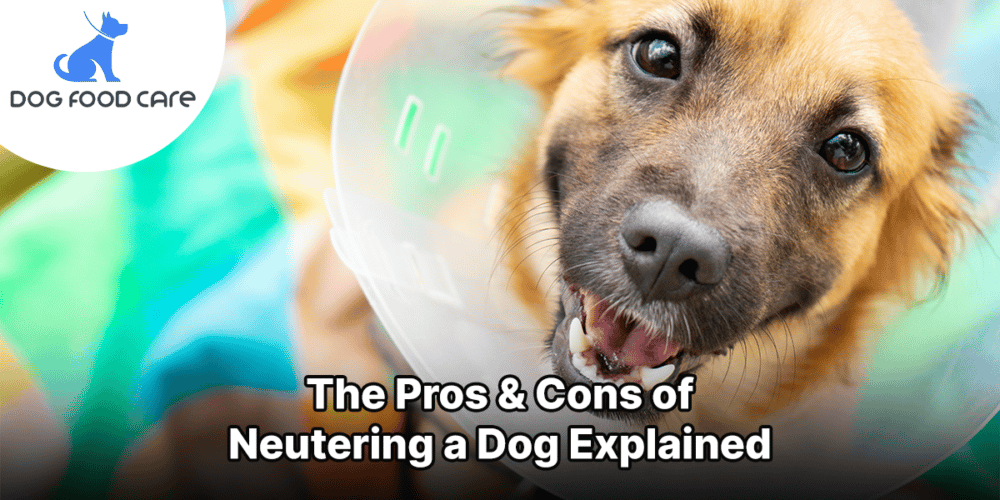Pros & Cons of neutering a dog dogfoodcare.com