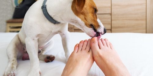 The owner in bed with his dog licking his toes