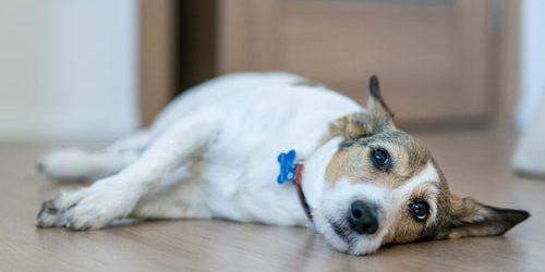 Upset ill sick dog is lying on the floor with a sad look, suffering from pain, disease.