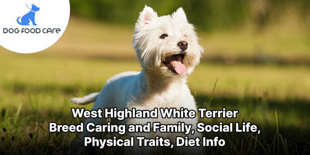West Highland White Terrier Breed Caring and Family, Social Life, Physical Traits, Diet Info
