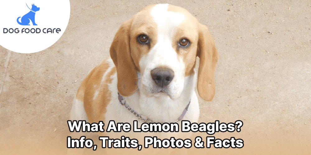 What Are Lemon Beagles_ Info, Traits, Photos & Facts