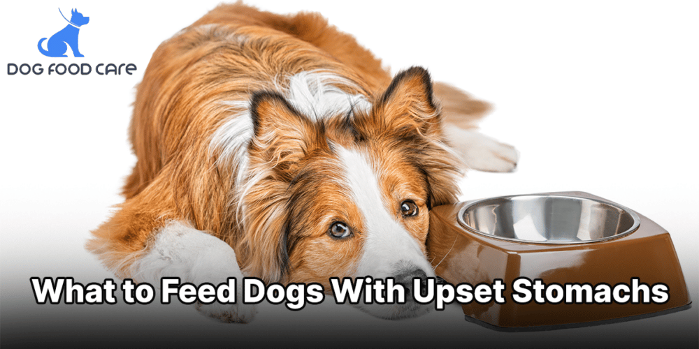 What to feed dogs with upset stomachs dogfoodcare.com