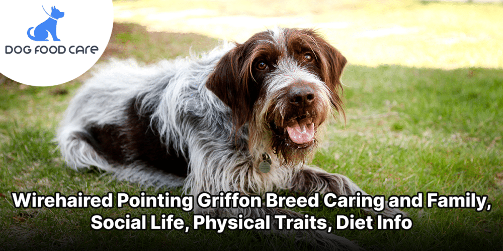 Wirehaired Pointing Griffon Breed Caring and Family, Social Life, Physical Traits, Diet Info