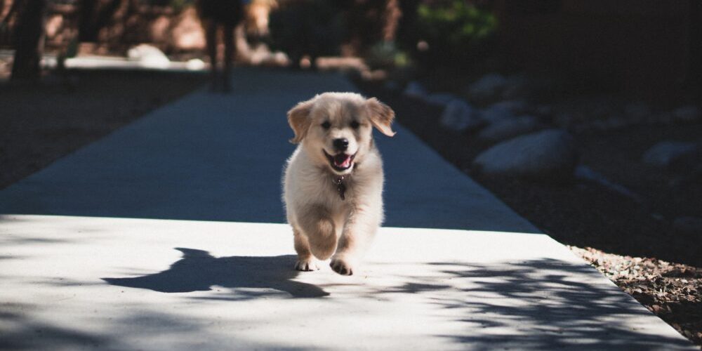 A puppy running on the sidewalk.