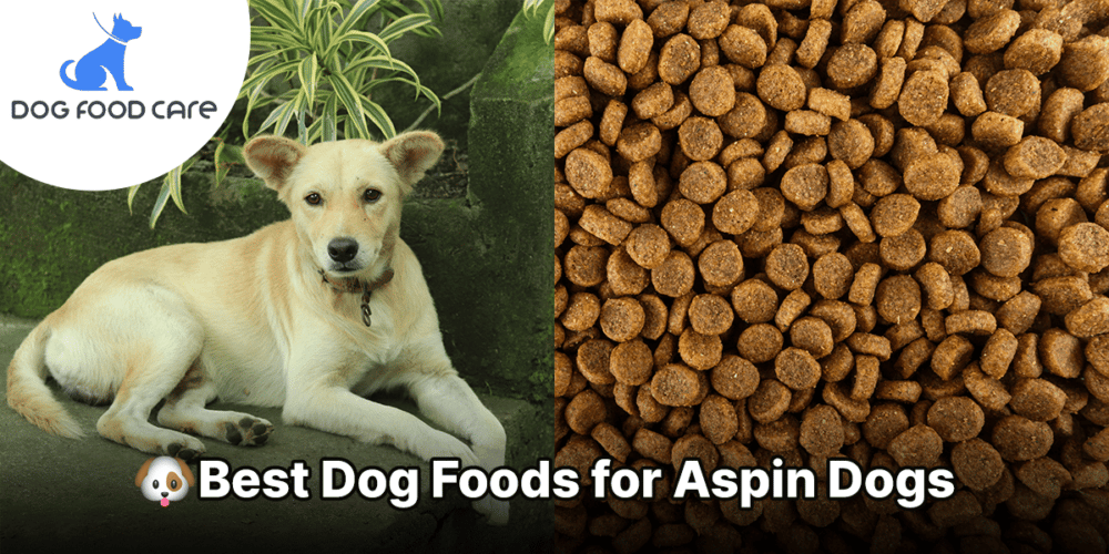 Best Dog Foods for Aspins