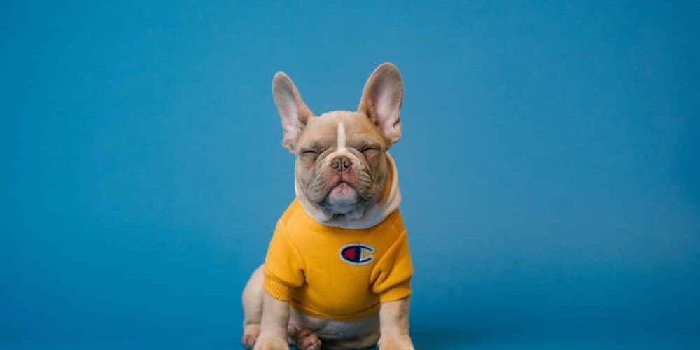 blue-eyed french bulldog featured image