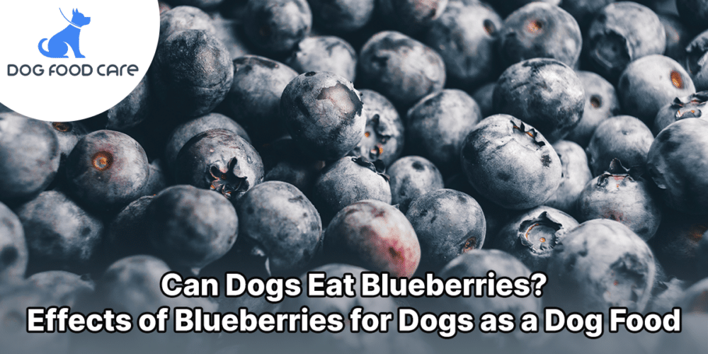 can dogs eat blueberries